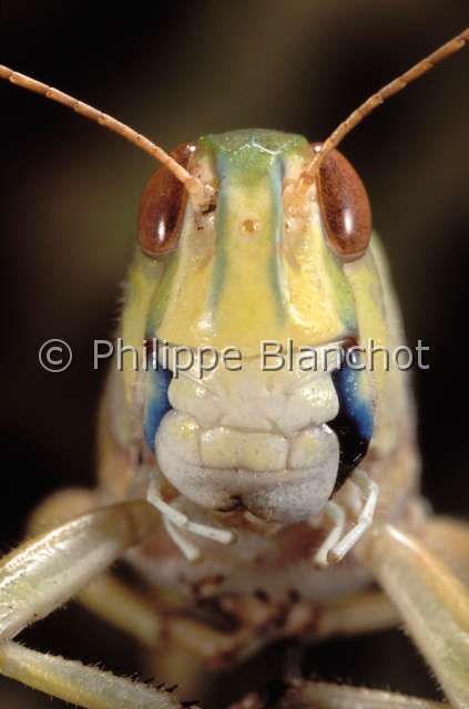locusta migratoria 2.JPG - Locusta migratoria (Portrait)Criquet migrateurMigratory locustOrthoptera, AcrididaeFrance